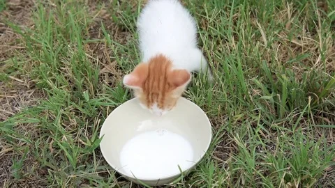 Kitten drinking milk Stock Footage 78148687