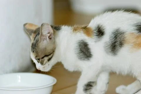 Kitten Drinking Milk Фото