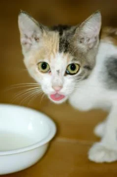Kitten Drinking Milk 写真素材