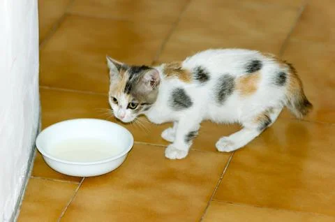 Kitten Drinking Milk 写真素材