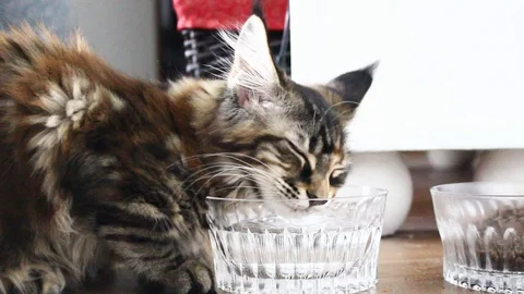 Kitten drinking water Stock Footage 114126256