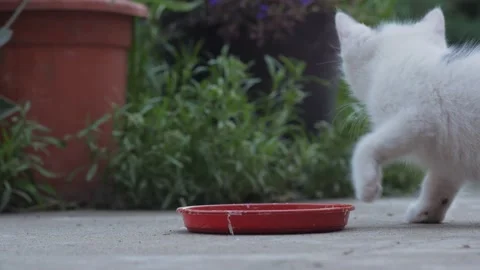 The Kitten Drinks Milk Closeup Stock Footage 212360453