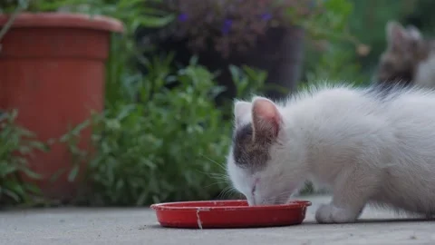 The Kitten Drinks Milk Stock Footage 207435011