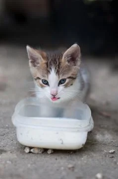Kitten drinks milk 写真素材