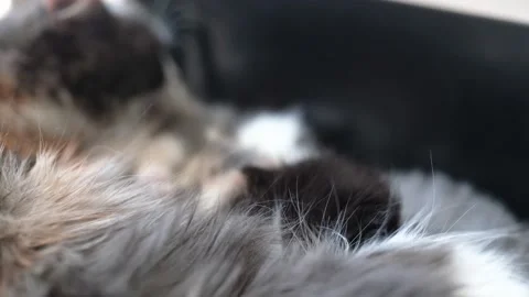Kitten ears 4k 100 fps Stock Footage 195122335