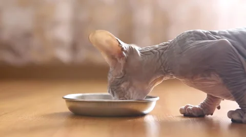 Kitten eat 動画素材 52014379