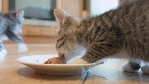 Kitten eat mousse wet cat food Stock Footage 137089618
