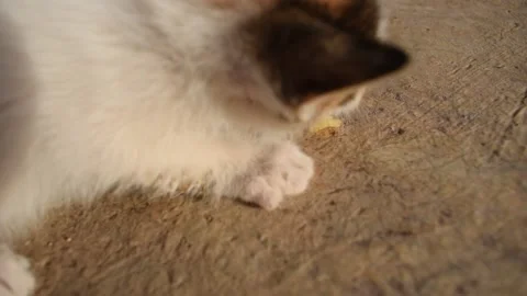 Kitten eating biscuit Stock Footage 133920304