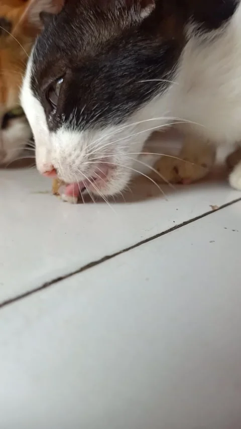 Kitten eating chicken meat Stock Footage 234372174