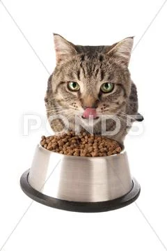 Kitten eating from dish Stock Photos