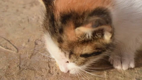 KITTEN EATING 库存影片 133920757