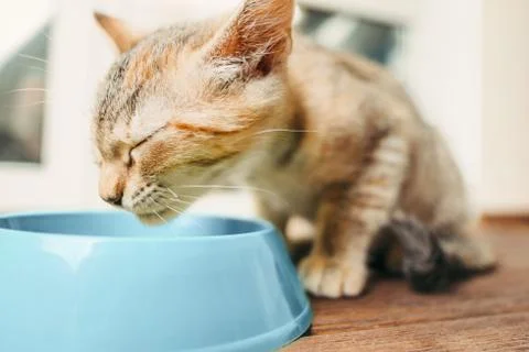Kitten eating from a plate. Stock Photos