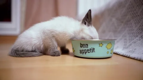 Kitten eats cat food at home. pet is having dinner. thai kitten Stock Footage 147989013