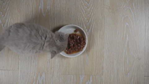 Kitten eats cat food from a white bowl. Stock Footage 134194396