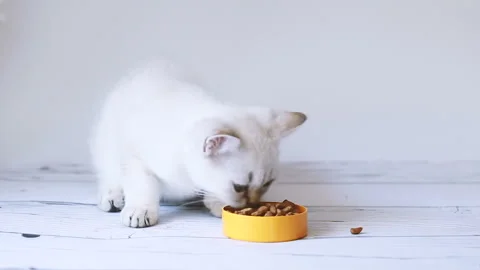 A kitten eats dry food from a bowl Stock Footage 159282906