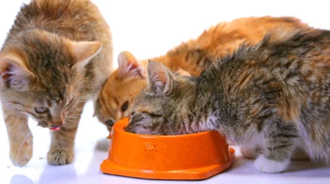 Kitten eats Stock Footage 32818905