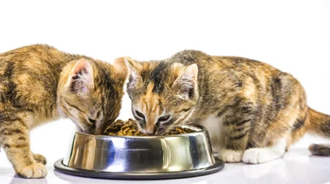 Kitten eats Stock Footage 33816336