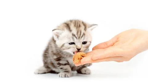 Kitten eats from the hand. The kitten learns to eat meat.  Stock Photos