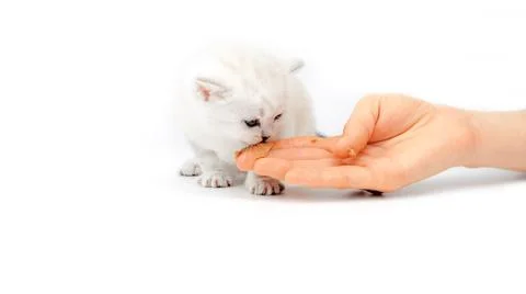 Kitten eats from the hand. The kitten learns to eat meat.  Foto stock