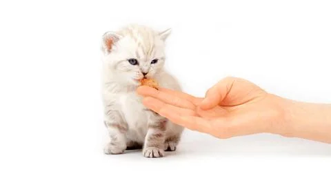 Kitten eats from the hand. The kitten learns to eat meat.  Stock-Fotos