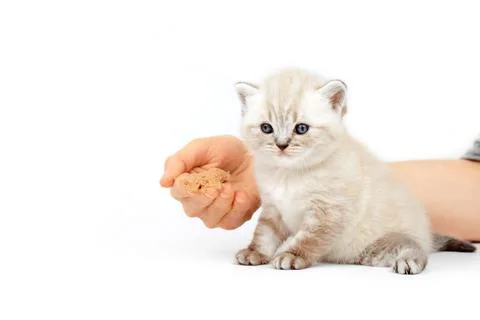 Kitten eats from the hand. The kitten learns to eat meat. Stock Photos