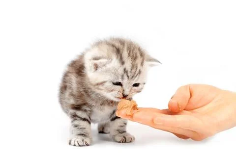 Kitten eats with hands isolated on white background.  Stock Photos