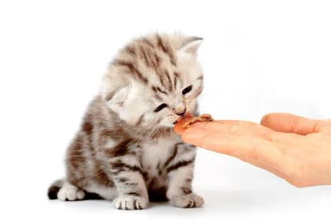 Kitten eats with hands isolated on white background. Complementary feeding. Foto stock