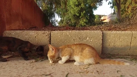 A kitten eats meat, drives away another kitten Stock Footage 78325430