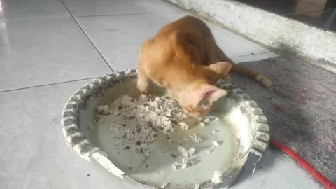 Kitten eats rice mixed with fried fish Stock Footage 269140476
