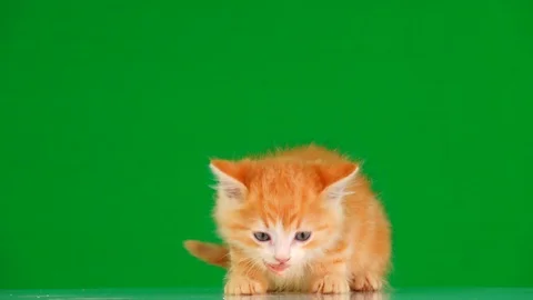 Kitten eats sausage on a green screen Stock Footage 114564574