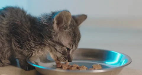 The kitten eats wet cat food from a bowl. Stock Footage 143561911