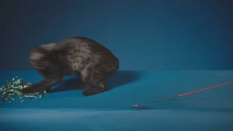 Kitten Egyptian Mau playing with two toy at the same time Stock Footage 88132062