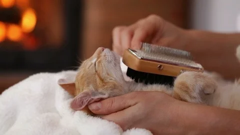 Kitten enjoy fur brushing while lying belly up in owner lap at the fireplace Video stock 103821256