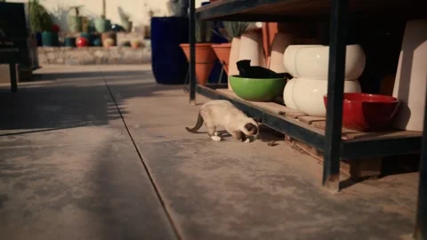Kitten exploring cactus nursery in warm sunlight - cinematic slow motion Stock Footage 335241449