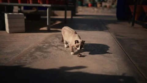 Kitten exploring cactus nursery in warm sunlight - cinematic slow motion Vídeo Stock 335241450