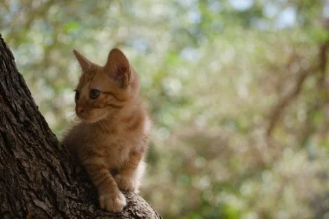 Kitten Exploring In A Tree Stock Photos