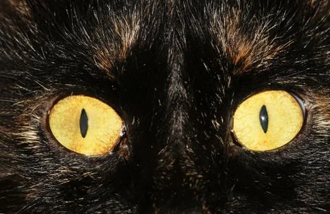 Kitten eyes Stock Photos