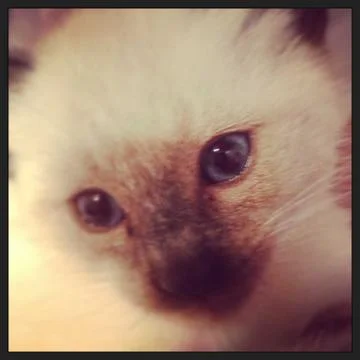 Kitten Eyes Foto stock