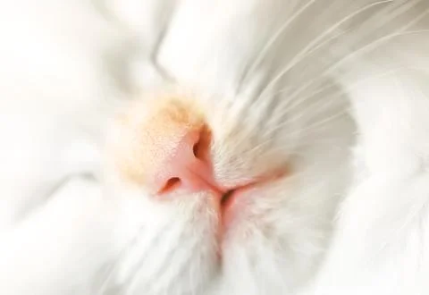 Kitten face Stock Photos