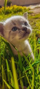 Kitten facing the camera while playing grass Stock Photos