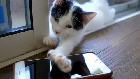 Kitten Falling Asleep after Using a Smartphone 스톡 동영상 92491466