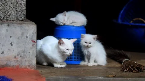 Kitten falling asleep during rain, near sleeping cats Video stock 252056451