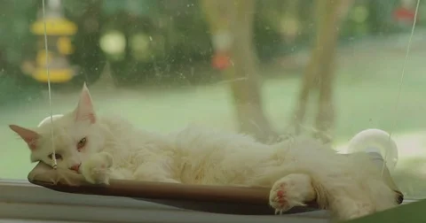 Kitten falling asleep Stock Footage 79778167