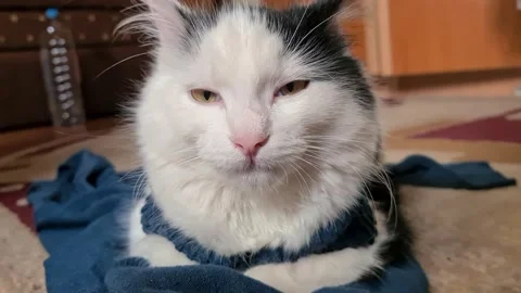 Kitten falling asleep Stock Footage 149179322