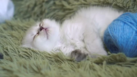 Kitten falling asleep at home Stock Footage 87430727