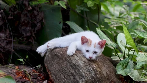 Kitten falling asleep on a rock Vídeos de archivo 310534002
