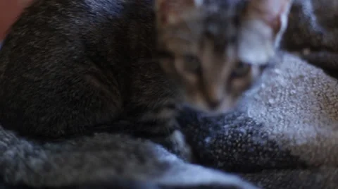 Kitten Falls Asleep On Blanket Stock Footage 34350467