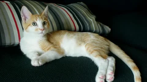 Kitten falls asleep on couch Stock Footage 11335590