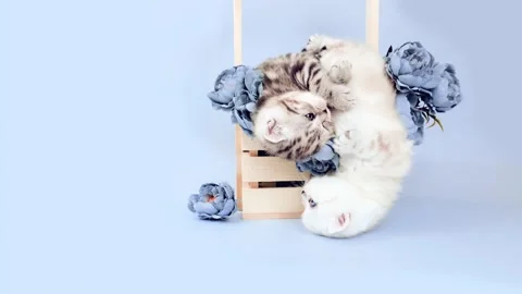 Kitten falls. Kitten with blue roses on a blue background. Kitten among roses. Stock Footage 171533778