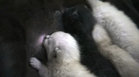 Kitten feeding close up Stock Footage 66204751